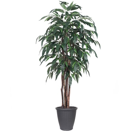 Dare2Decor 72 x 32 x 32 in. Mango Executive Round Container Tree, Grey & Green - 6 ft. DA3863713